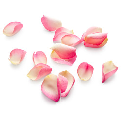 FLEUR COMESTIBLE PETALE DE ROSE RAVIER